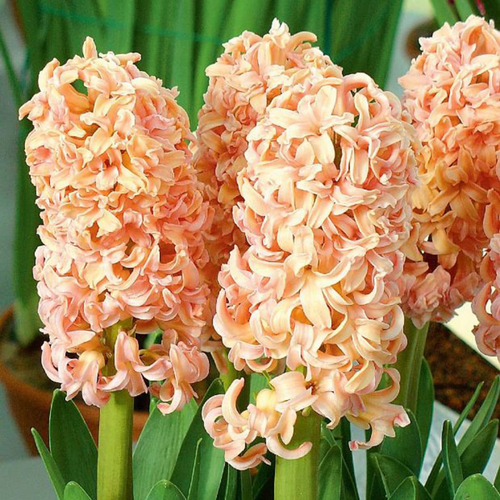 ���� ������� ODYSSEUS (2 ��������) ������ ������