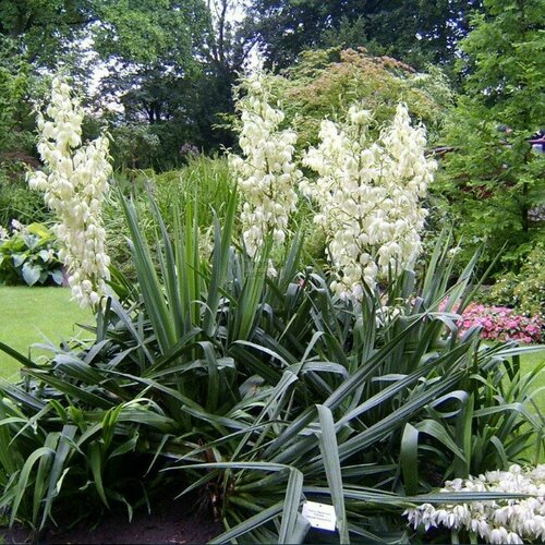 ���� ���� ����������� (1 ��������� � ������ �9). Szkolka roslin A.M (������) ������ ������