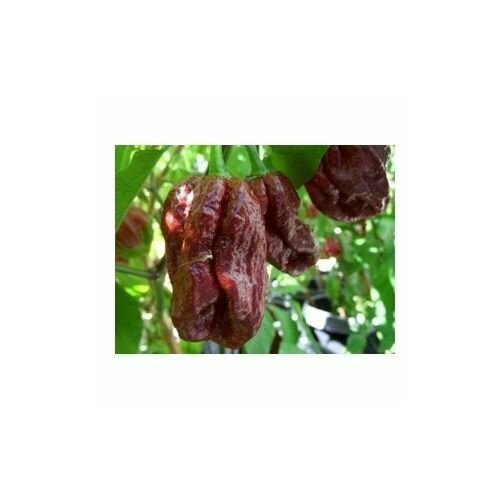     7 Pot Burgundy, 5  +    -     , -, 