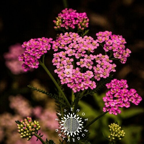     -   (. Achillea millefolium) 150   -     , -, 