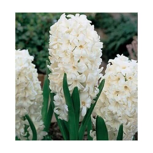 ���� ������� ������� (3 ���) / ���������� ����� ������ ������