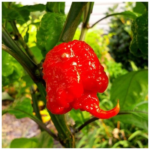      Carolina Reaper 5 .   -     , -, 