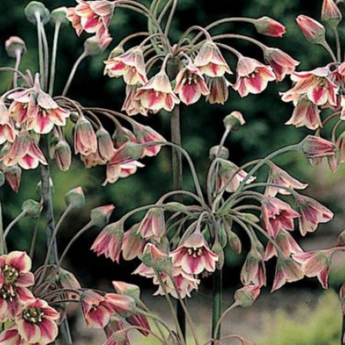    NECTAROSCORDUM SICULUM ( 5 )   -     , -, 