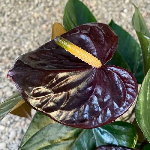    , Anthurium Black Queen,    -     , -, 