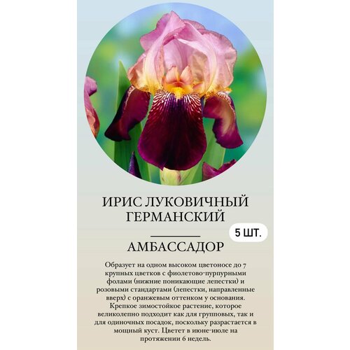 ���� ���� ���������� �������� ����������� �������� ������ ������