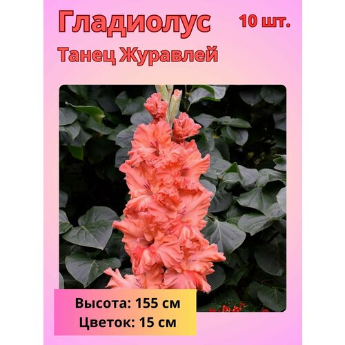 ���� ��������� ��������������� ����� ��������, �������� ���������� ������ ������