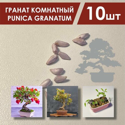     10 . /   Punica granatum   -     , -, 