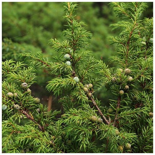 ���� ������ ������ ������������ ��������� 30 ��. ������ ������