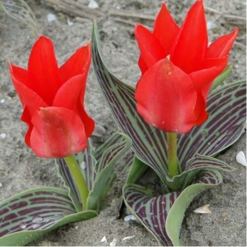 ���� ������� ��� ����( 5 ��) ������ ������