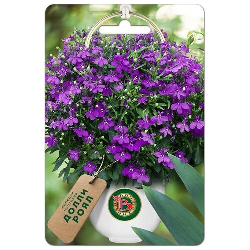 ���� ������ ������� �������� 