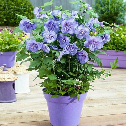 ���� �������� ������� �����, Hibiscus Blue Chiffon, ���������, ��������, ������ ������ ������