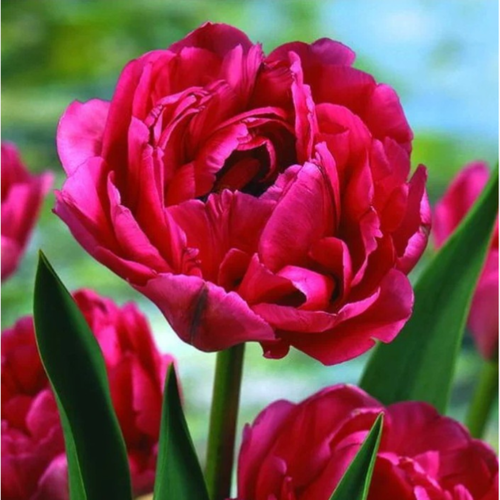 ���� ������� DOUBLE EMBLAZON (5 �������) ������ ������