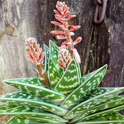 ���� ���� �����������, ���� Variegata, �������������, ������ ������ ������