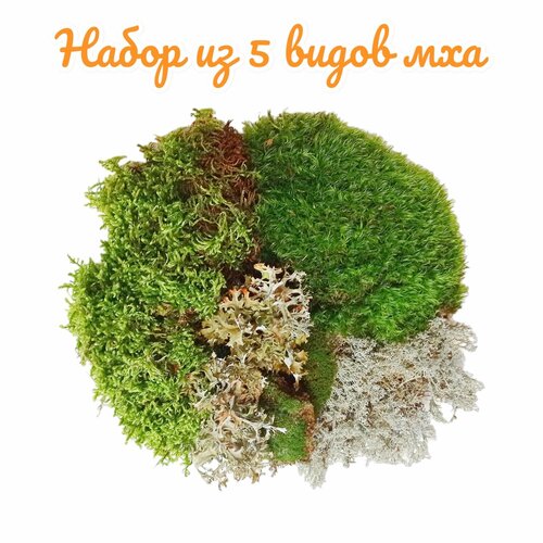 ���� ����� �� 5 ����� ���. ��� ��������, ��������, ��������, �������, �����. ����������� �����. ������ ������