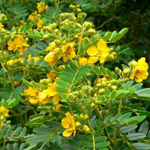     (senna occidentalis), 10    -     , -, 