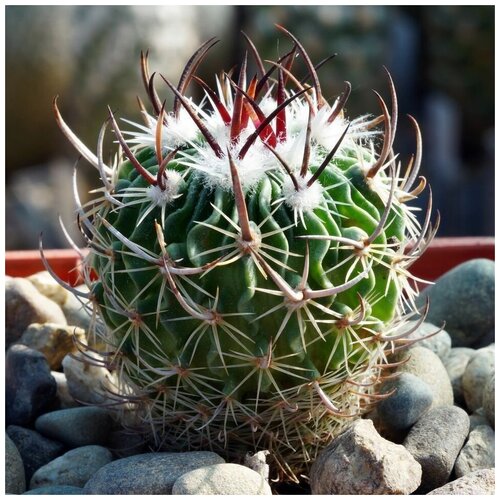      Echinofossulocactus erectocentrus MK-121.391 10 .   -     , -, 