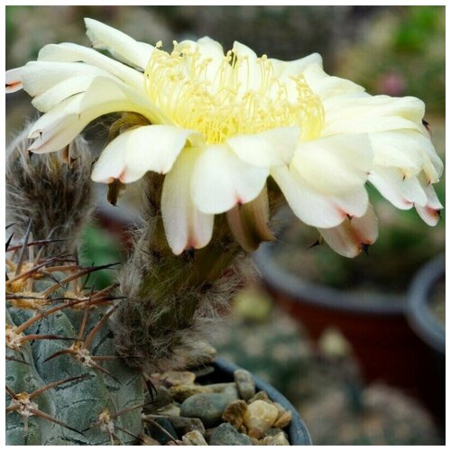      Acanthocalycium glaucum WR-572 10 .   -     , -, 