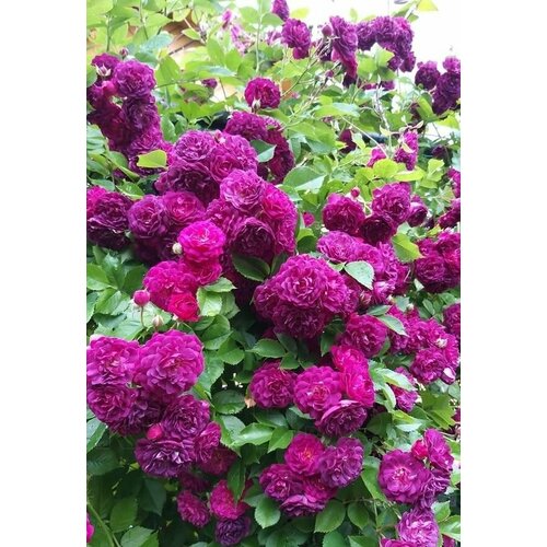 ���� ���� ��������� ��� �������� 2�� ������ ������