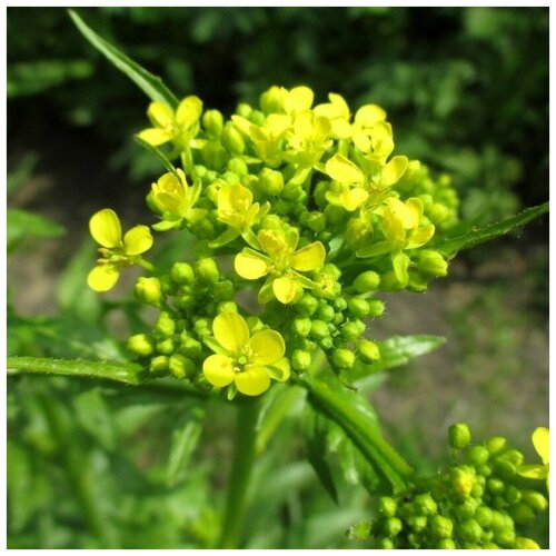 ���� ������ ������ �������� ��������� 15 ��. ������ ������