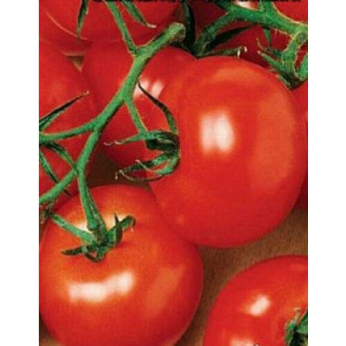 ���� ������ ����� ��������������� �������� 20�� ��� ������ (����time) ������ ������