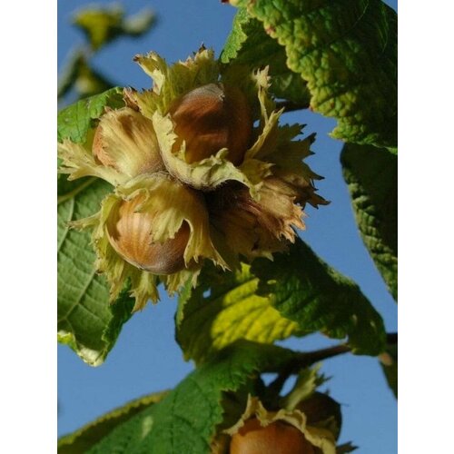      (Corylus avellana Trapezund), 10    -     , -, 