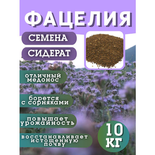 ���� ������ �������, �������, 10 �� ������ ������