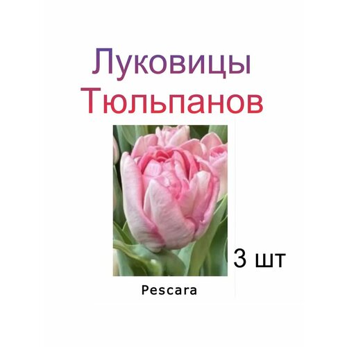 ���� �������� �������� Pescara ( 3 ��) ������ ������