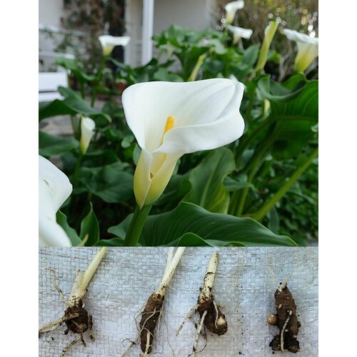 ���� ����� ����� 4 �� ������ ���������� (�����) ������� (���������) ������ ������