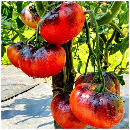 ���� ������ ������ ����� ���� ����� 10 ��. ������ ������