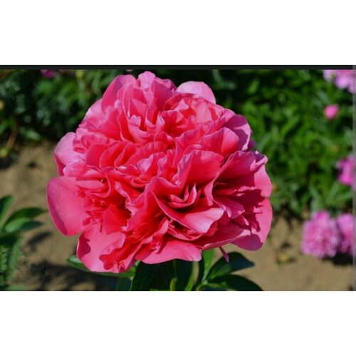 ���� ���� ������� ��������� ���� (Glowing Raspberry Rose) ������ ������