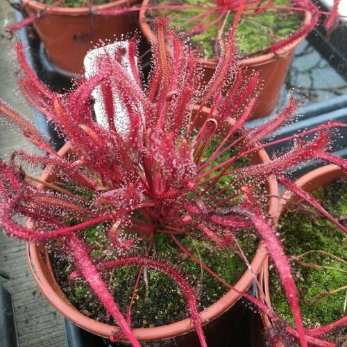      - 5  (Drosera CAPENSIS RED PURPLE)   -     , -, 