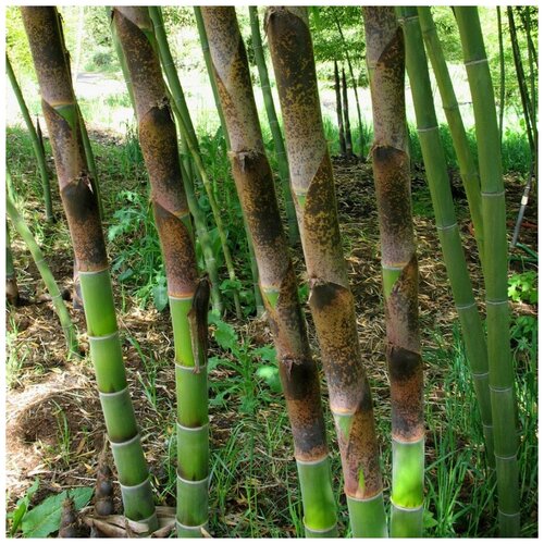 ���� ������ ������ ������ ���� ������������� 30 ��. ������ ������