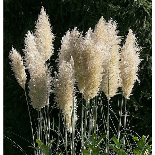    -   (. Cortaderia selloana)  15   -     , -, 