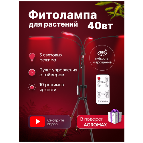 ���� ��������� ������� ������� ��� ���, ������������, �� �������, 4 �����, �������� ��� ������� � ��������� �������� ������ ������