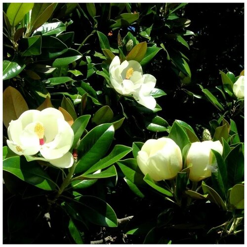 ���� ������ ������ �������� ����������� 5 ��. ������ ������