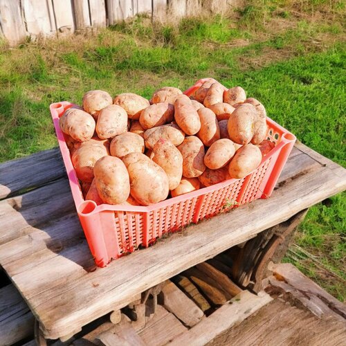 ���� ������ ��������� ���������� 5�� ������ ������