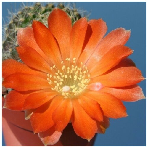      Rebutia xanthocarpa v. aureiflora RW-194 10 .   -     , -, 