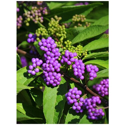     (Callicarpa bodinieri), 10    -     , -, 