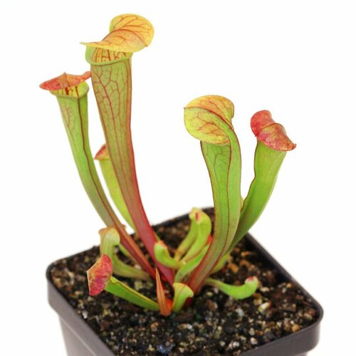    , Sarracenia reophila,  ,     -     , -, 