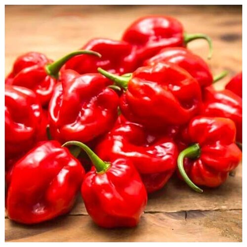      (. Capsicum Chinense)  10   -     , -, 