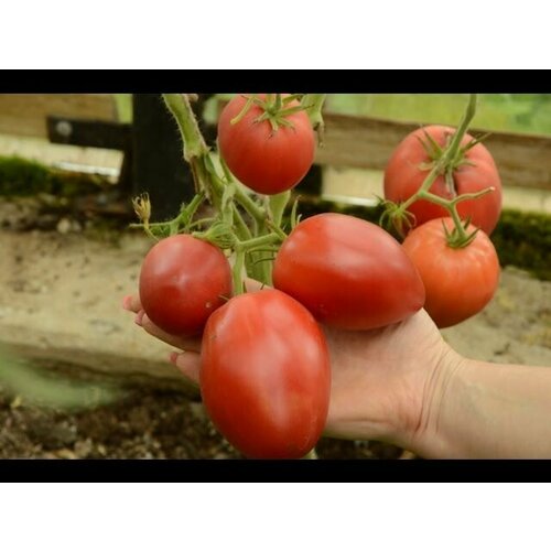 ���� ������������� ������ ������ ���������� �������� ������ ������ ������