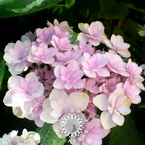     (. Hydrangea bretschneideri Dippel) 25    -     , -, 