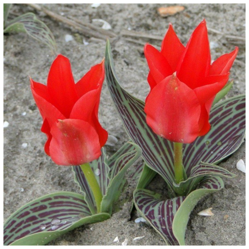 ���� ������� ALI BABA 5 ������� ������ ������