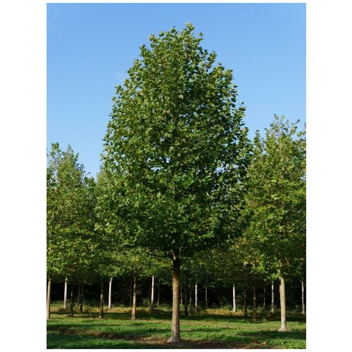     (Platanus acerifolia), 20    -     , -, 