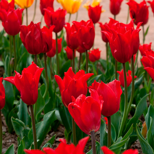 ���� �������� �������� PRETTY WOMAN ( 5 �� ) ������ ������