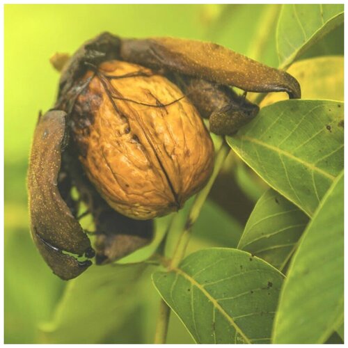 ���� ������ ������ ������� ���� ������������� 5 ��. ������ ������