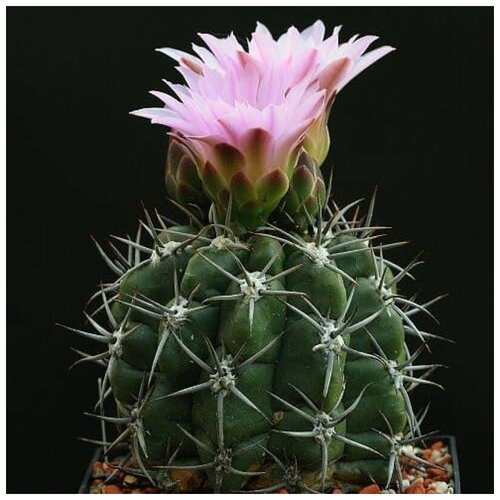      Gymnocalycium achirasense v. kainradliae GN 90-270/866 10 .   -     , -, 