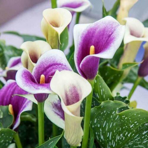    (1   ). Holland Bulbs ()   -     , -, 