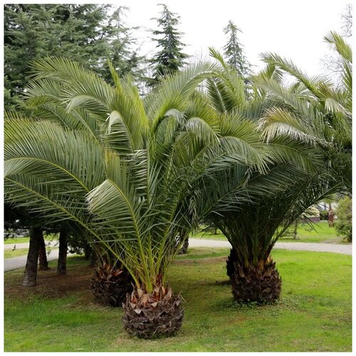     (. Phoenix canariensis) 2 .   -     , -, 