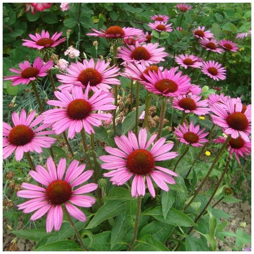 ���� ������ ������ �������� ��������� 50 ��. ������ ������